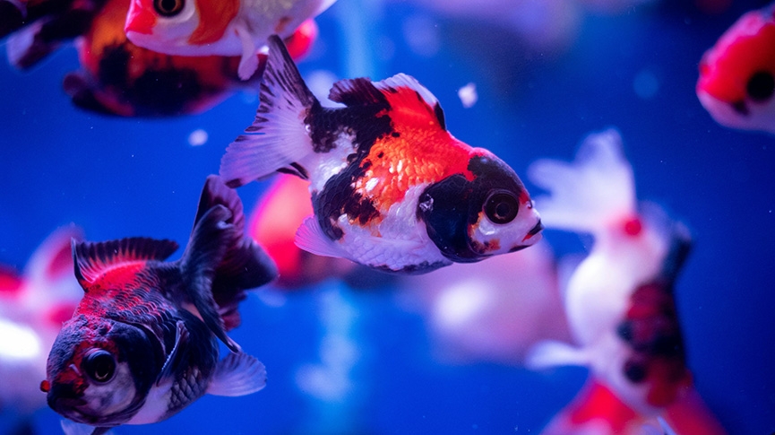 飼養觀賞金魚全攻略-新手如何挑選健康金魚-餵食與常見病預防指南